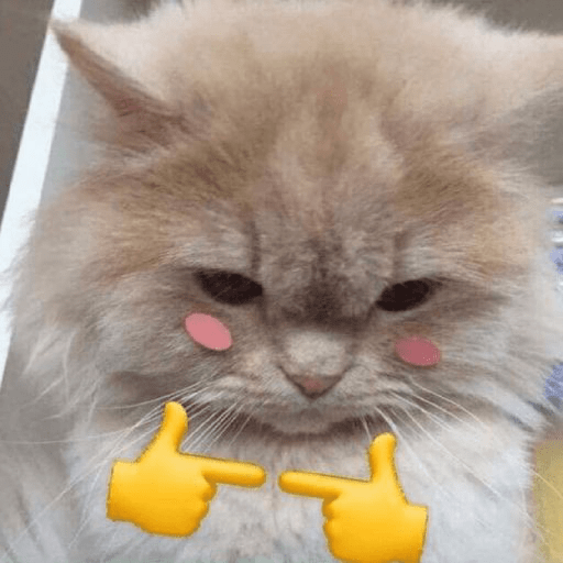 meme de gatinho